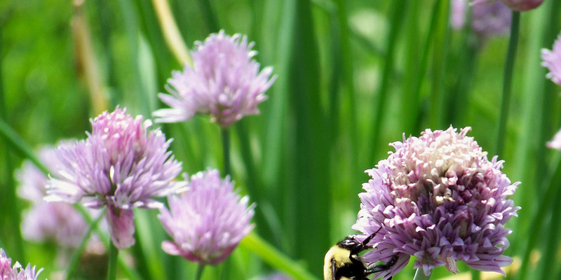 The best way to Grow Fireweed