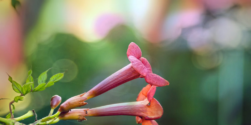 Flower Spikes Nail Impact in Summer Gardens