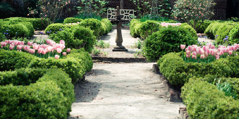 Can I Transfer Rosemary to the House for Winter?