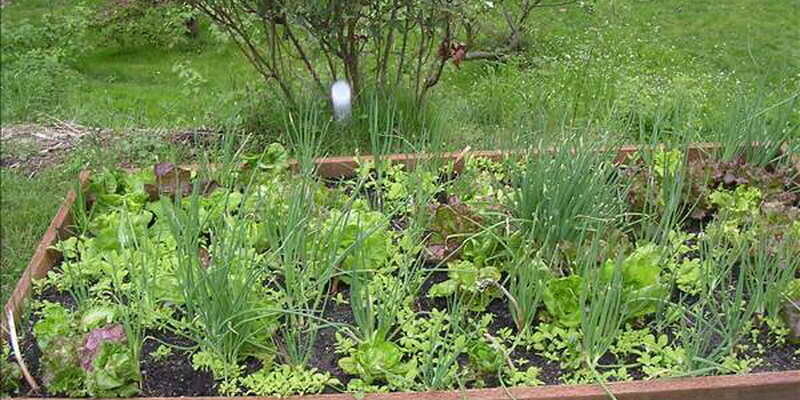 Are There Male & Female Blueberry Plants?